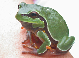 Pine Barrens Treefrog